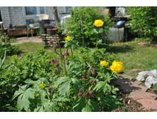 ���������� �����������