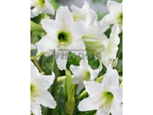 153,45���. ����������� �������� ���� ����(�������� ���� �� 2 ��., ����������� ����� 1��.)���15.jpg