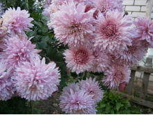 ���������� 50