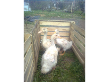 �����-����� �� ��������