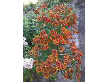 �������� �����.jpg