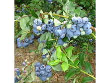 �������� ����=���. 385 ���. �ң� �����. �������� 2 ��..jpg