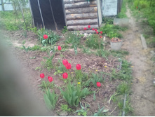 IMG 20150517 111347.jpg