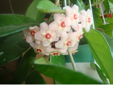 ����� ������� ��������.JPG