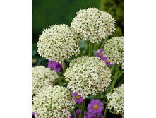 13,68���. ��� �����. ������(��� 10 ��. ���������� ������ 5��.).jpg