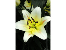 26,73���. ����� �����(��� 10 ��. ���������� ������ 5��.)���15.jpg