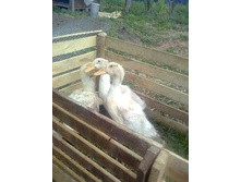 ���� �����-�����