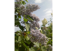 ������ ������� ������� (1).jpg