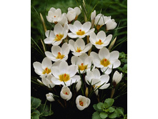 5,08���. ������ ��� ���� (����.)(���������� ������ ������ ���������� �� 15 ��.).jpg