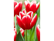 15,84���. ������� ������(��� 10 ��. ���������� ������ 5��.)���15.jpg