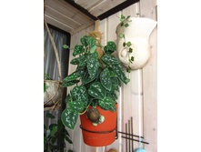 ���������� ���������.JPG