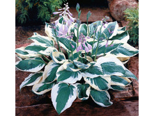 ����� ������� ���� 150 ��� � ������� �������.jpg