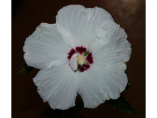 �������� ��������� "Red heart".