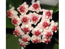 Hoya Obovata- �������� ....