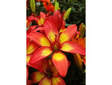 18,92���. ����� ��������� ����(��� 10 ��. ���������� ������ 5��.)���15.jpg