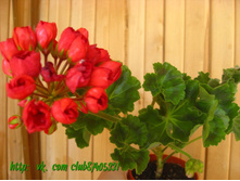 ��������� Mrs Charles1.jpeg