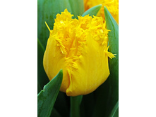 26,65���. ������� �������(��� 10 ��. ���������� ������ 5��.)���15.jpg