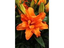 36,68���. �����  ����� ����C(�������� ���� �� 10 ��., ����������� ����� 1��.).jpg