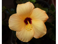 ���������� ��������