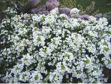 ������ 100 ���.jpg