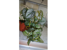 ����������� ������� ...Philodendron ornatum.
