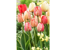 12,23���. ������� ������������(��� 10 ��. ���������� ������ 5��.)���15.jpg