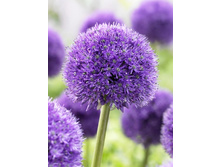 79,2���. ��� �����. ��� ���������(�������� ���� �� 2 ��., ����������� ����� 1��.).jpg