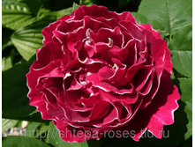 ����� ����� �� ����� (����) 300���..png