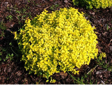 ������ �������� ���������
