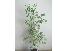 ������ 1,2�. ���� 700�.