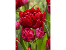 13,68���. ������� ����� �����(��� 10 ��. ���������� ������ 5��.)���14.jpg