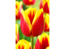 13,68���. ������� ��������(��� 10 ��. ���������� ������ 5��.)���15.jpg