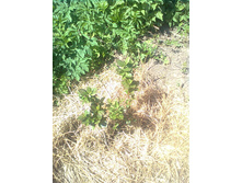 ������������ ������