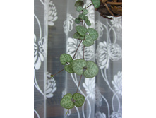 ��������� ����.JPG