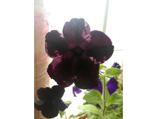 IMG 20150523 154702.jpg