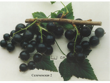 ��������� ������ �����������-2 172�.jpg