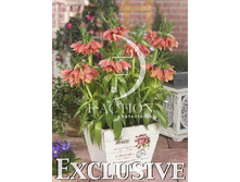 139,3���. ����������� ������� ���(�������� ���� �� 3 ��., ����������� ����� 1��.)���15.jpg