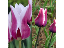 ����������� Claudia.jpg