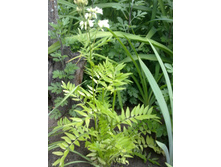 ������ �����.jpg