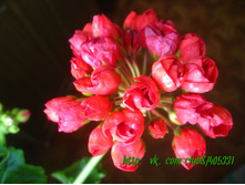 ��������� Mrs Charles.jpeg