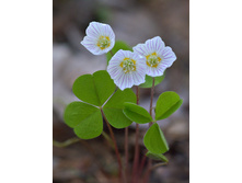 DSC 7206 �������.jpg