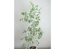 �������������� ����