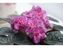 ��������� � ���������� ������