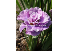 68,87���. ���� ��������� ���� �������(�������� ���� �� 3 ��., ����������� ����� 1��.)���15.jpg