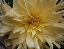 ������� 100