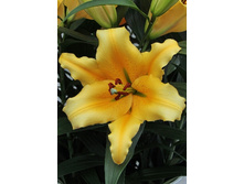 30,14���. ����� ������(�������� ���� �� 10 ��., ����������� ����� 1��.)���15.jpg