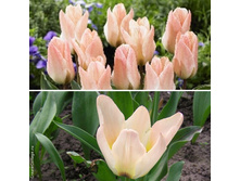 ������ Little Girl.jpg