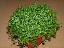 ���������� (��������)