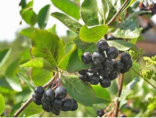 ���-��� (������������ ������). ���. ������� 1 �����. 70 ���. �������� 8 ��..jpg