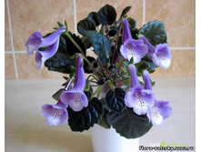 ������������� Party Dude.jpg